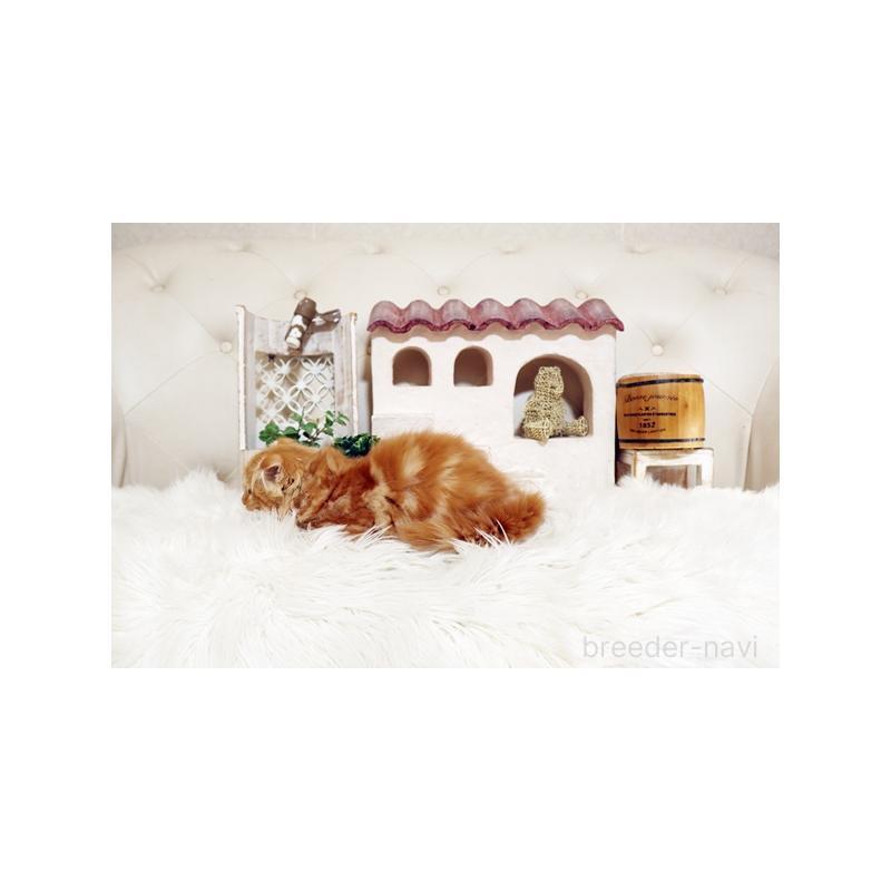 成約済の佐賀県のスコティッシュフォールド-129887の3枚目