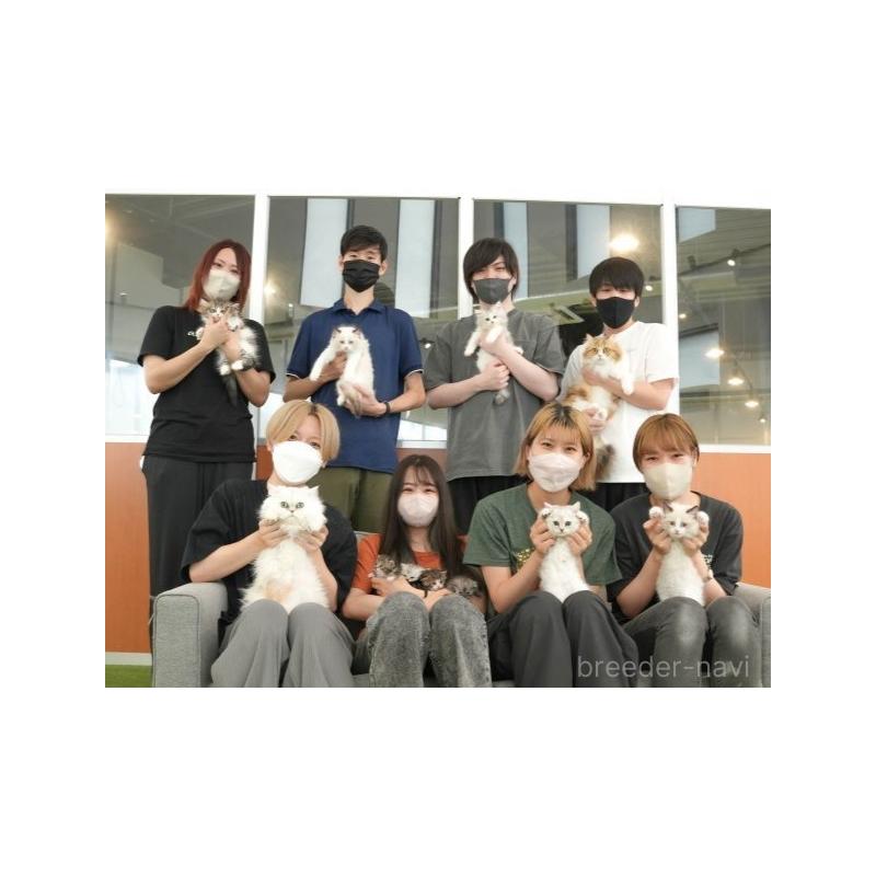 販売中の茨城県のサイベリアン-131956の8枚目