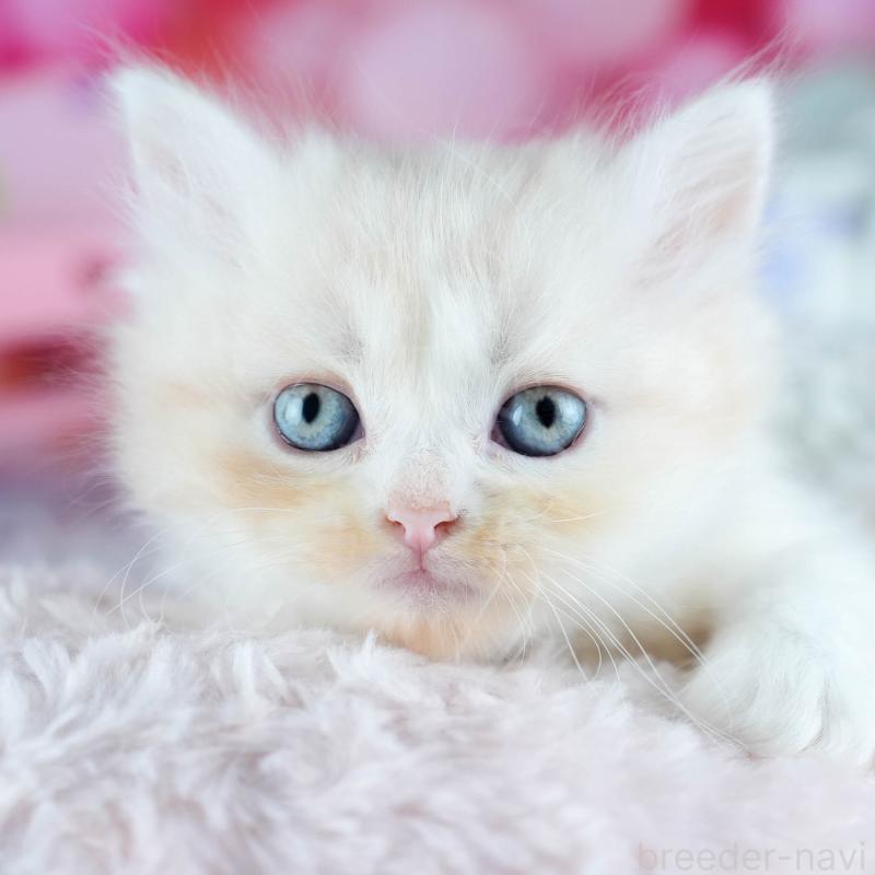 販売中の茨城県のサイベリアン-131956