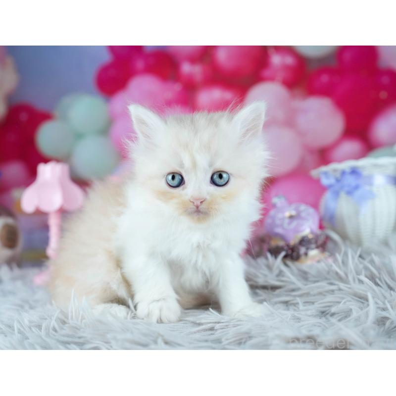 販売中の茨城県のサイベリアン-131956の5枚目