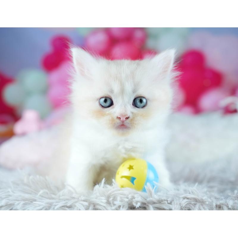 販売中の茨城県のサイベリアン-131956の4枚目