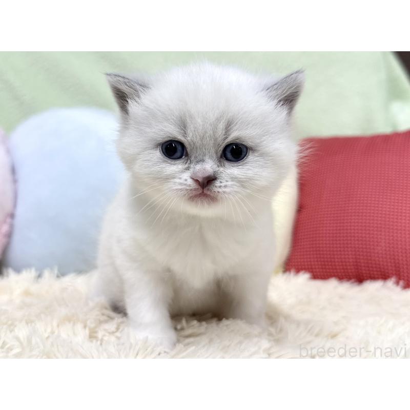 販売中の大阪府のブリティッシュショートヘア-131898の6枚目