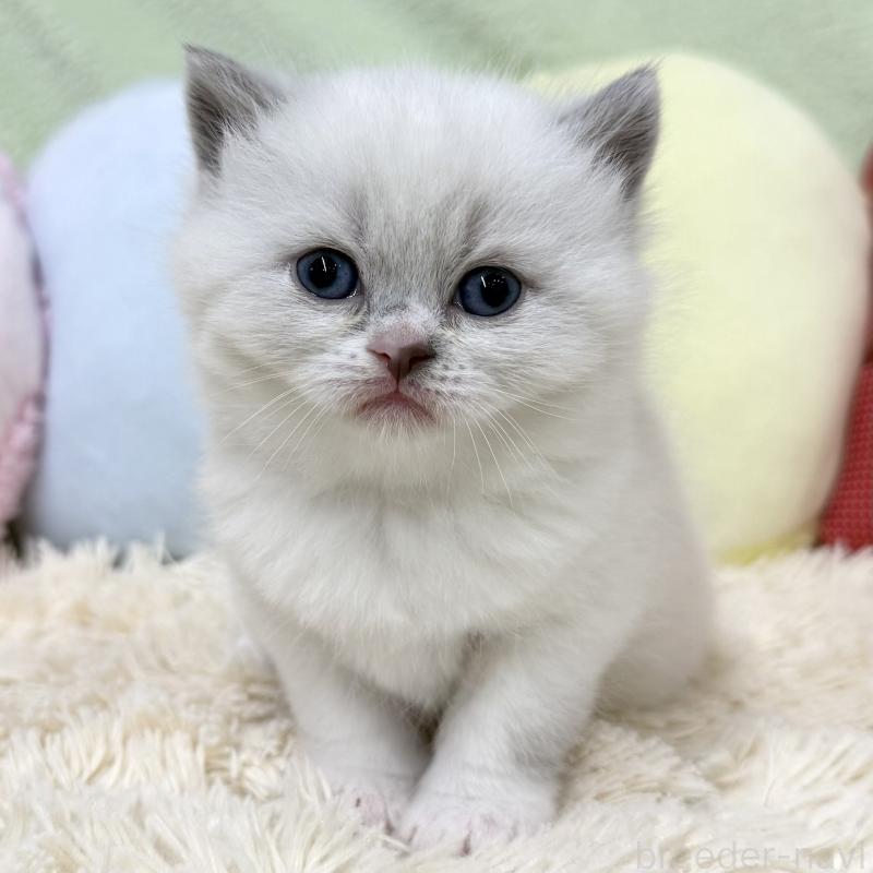 販売中の大阪府のブリティッシュショートヘア-131898の1枚目