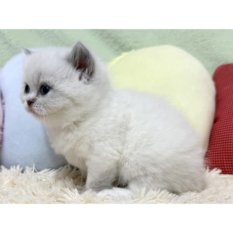 販売中の大阪府のブリティッシュショートヘア-131898の5枚目