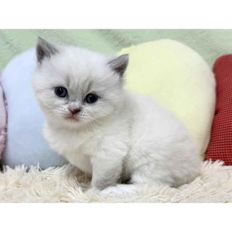 販売中の大阪府のブリティッシュショートヘア-131898の4枚目