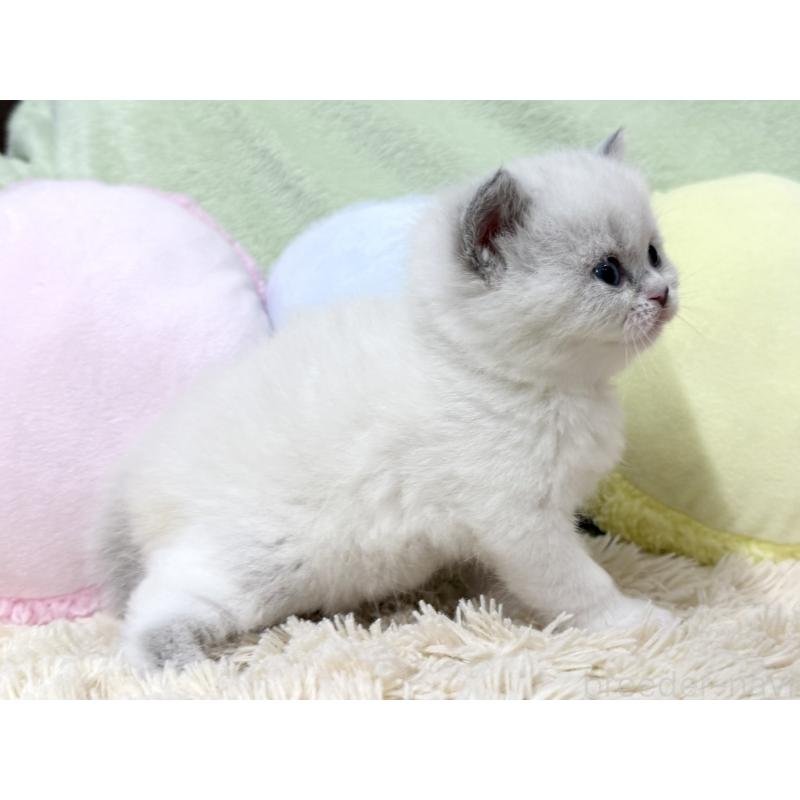 販売中の大阪府のブリティッシュショートヘア-131898の3枚目