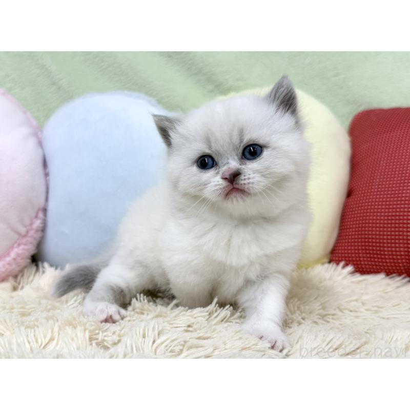 販売中の大阪府のブリティッシュショートヘア-131898の2枚目