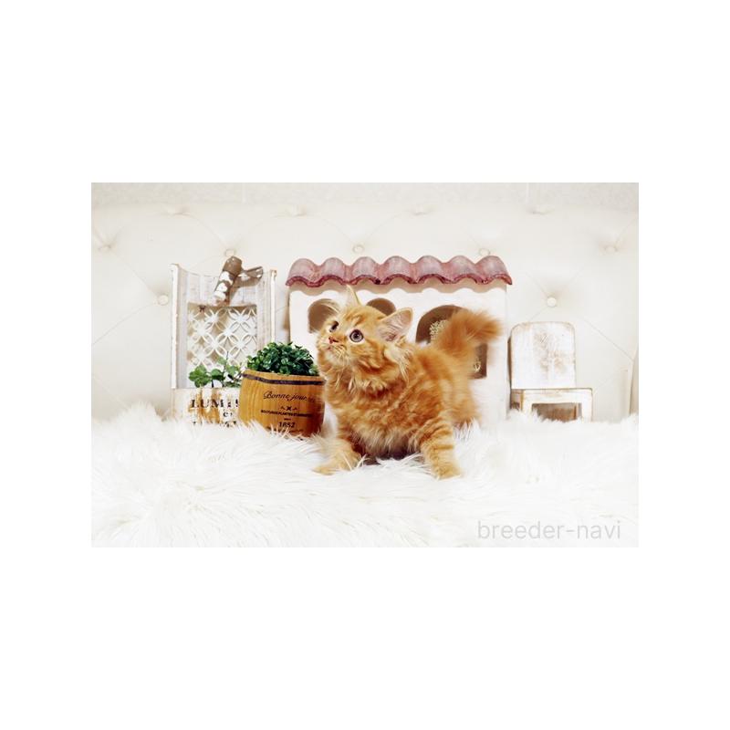 販売中の佐賀県のスコティッシュフォールド-129888の5枚目