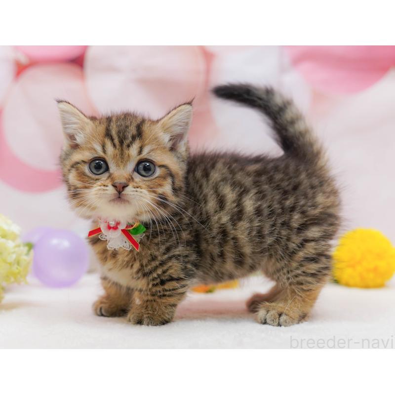 販売中の千葉県のマンチカン-132114の11枚目