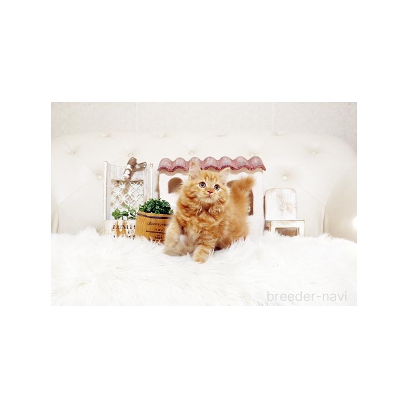 販売中の佐賀県のスコティッシュフォールド-129888の4枚目