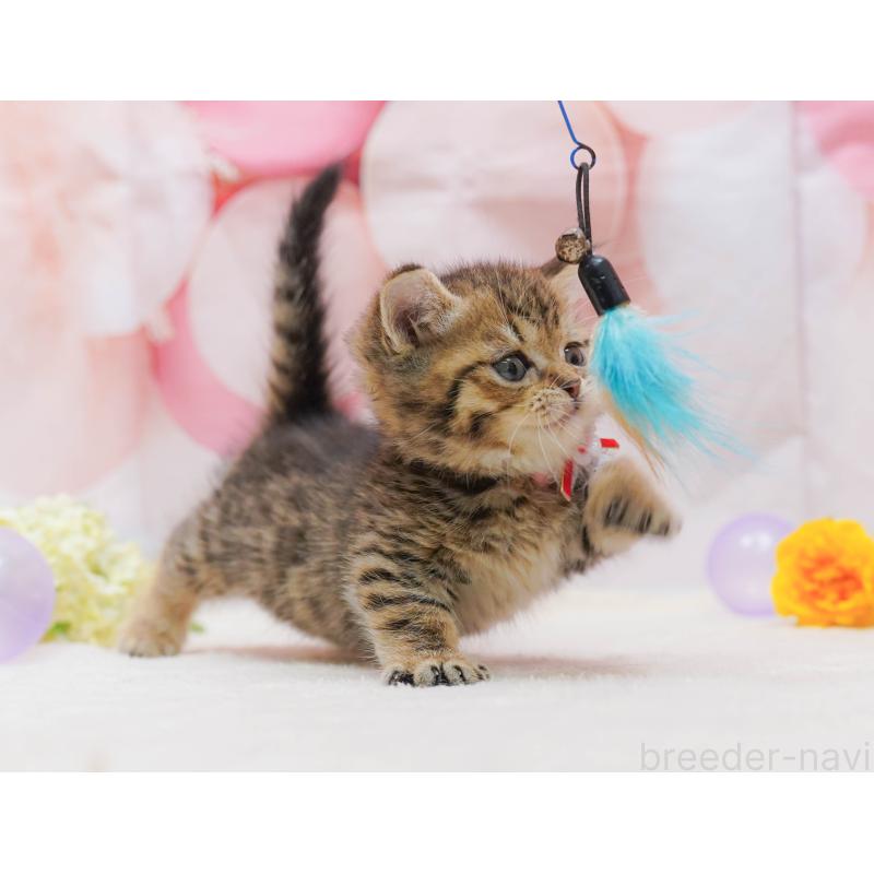 販売中の千葉県のマンチカン-132114の10枚目