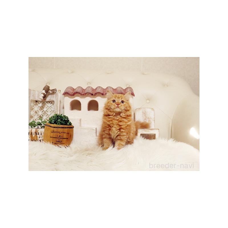 販売中の佐賀県のスコティッシュフォールド-129888の3枚目