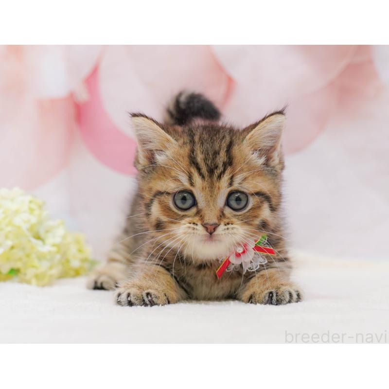 販売中の千葉県のマンチカン-132114の9枚目