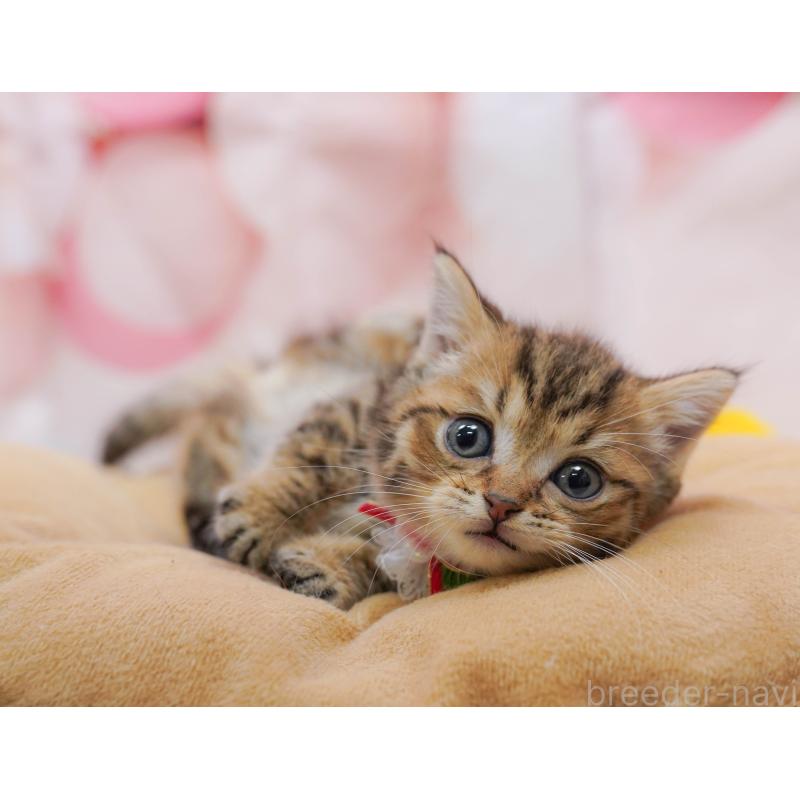 販売中の千葉県のマンチカン-132114の8枚目