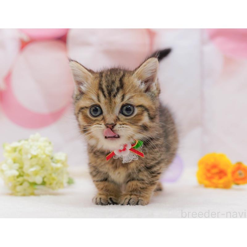 販売中の千葉県のマンチカン-132114の7枚目