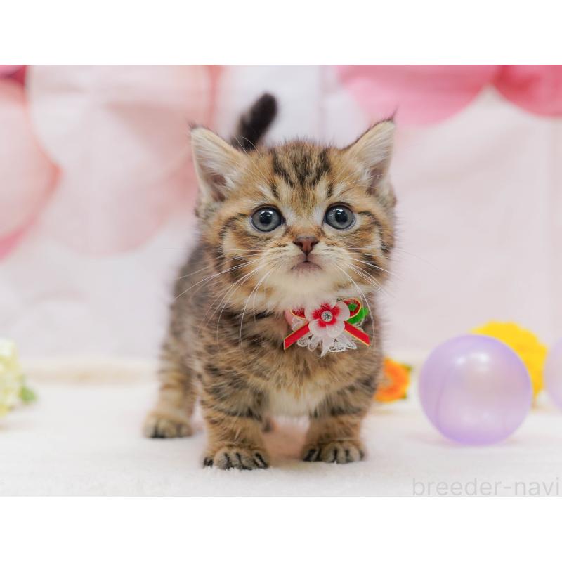 販売中の千葉県のマンチカン-132114の6枚目