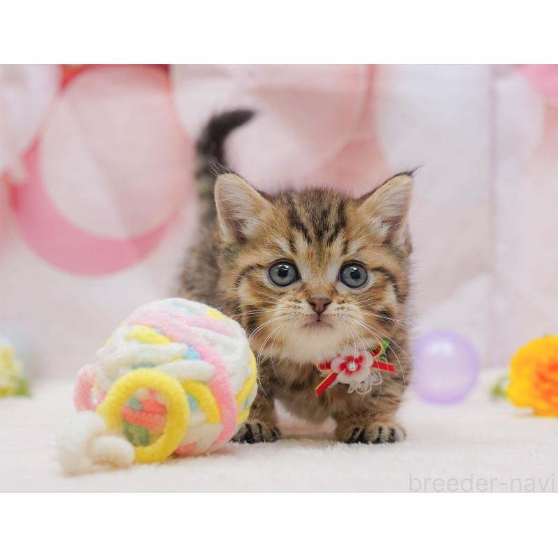 販売中の千葉県のマンチカン-132114の5枚目