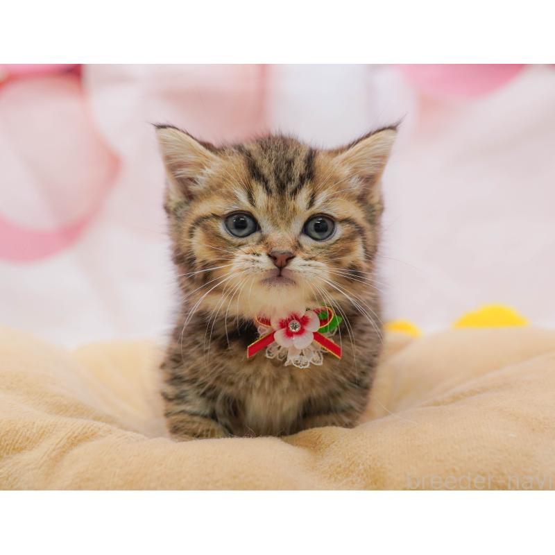 販売中の千葉県のマンチカン-132114の4枚目