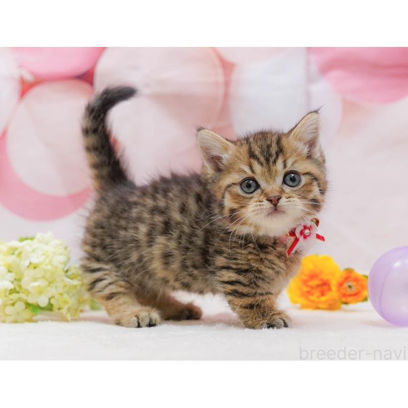 販売中の千葉県のマンチカン-132114の3枚目