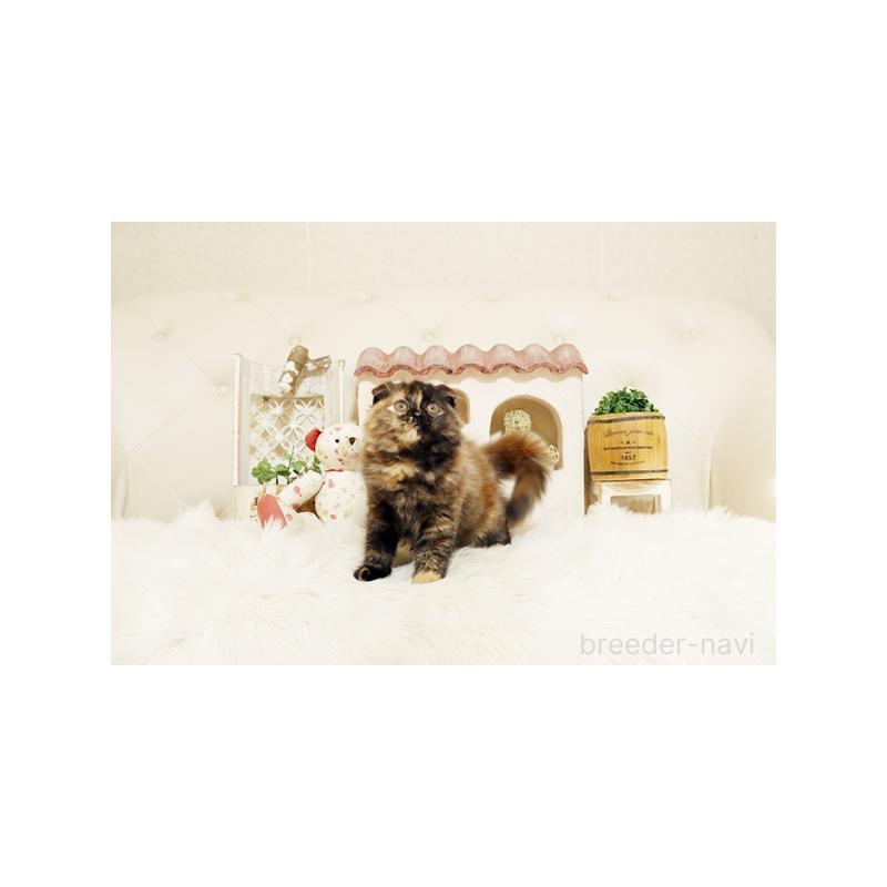 販売中の佐賀県のスコティッシュフォールド-129889の3枚目