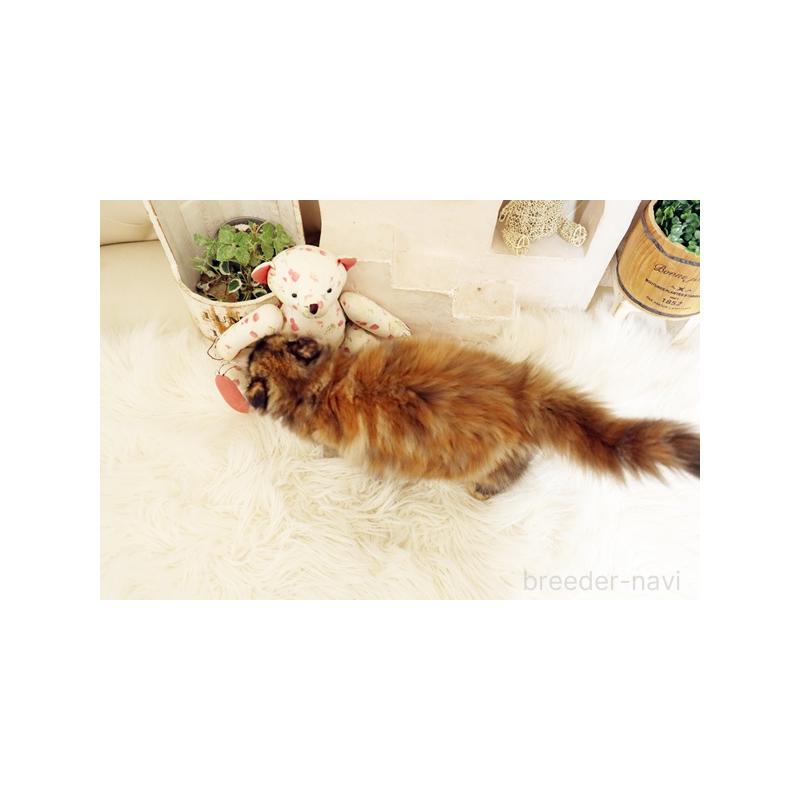 販売中の佐賀県のスコティッシュフォールド-129889の2枚目