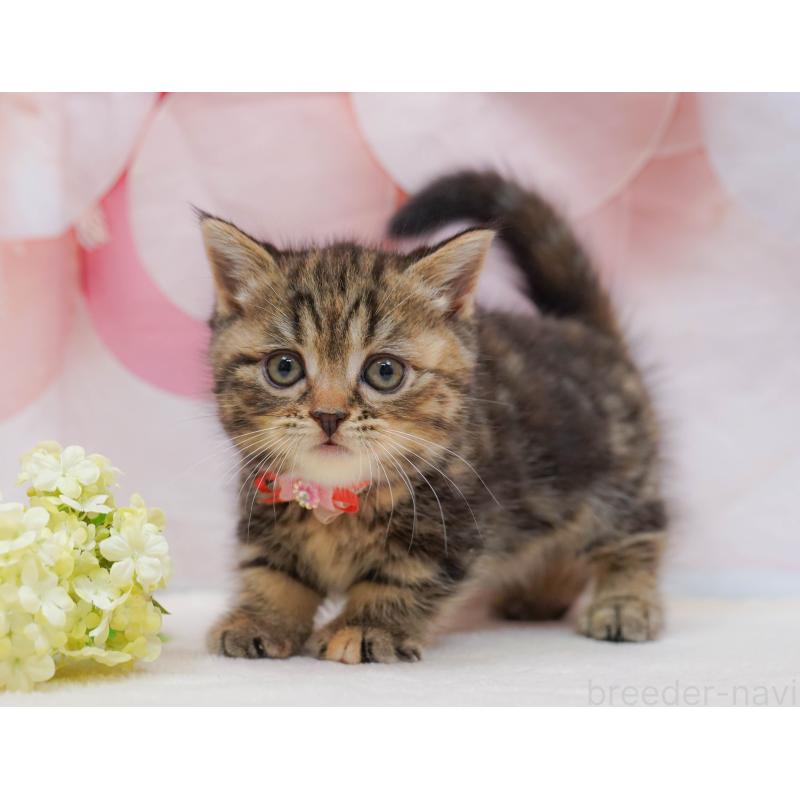 販売中の千葉県のマンチカン-132111