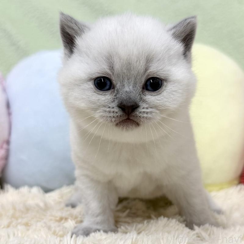 販売中の大阪府のブリティッシュショートヘア-131899の1枚目