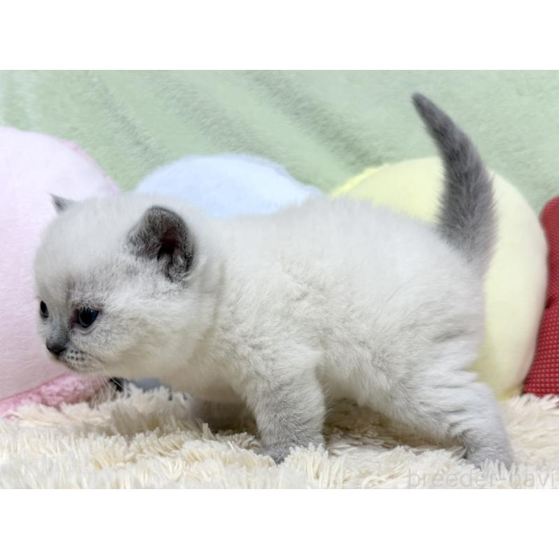 販売中の大阪府のブリティッシュショートヘア-131899の6枚目