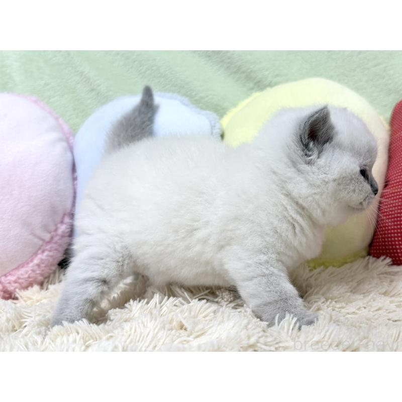 販売中の大阪府のブリティッシュショートヘア-131899の5枚目