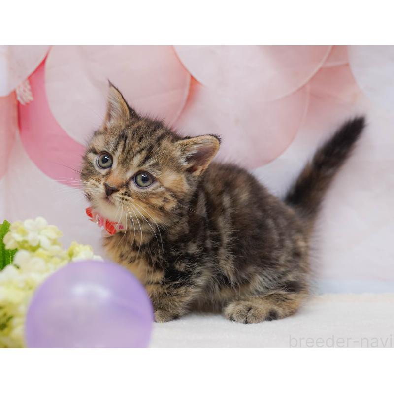 販売中の千葉県のマンチカン-132111の7枚目