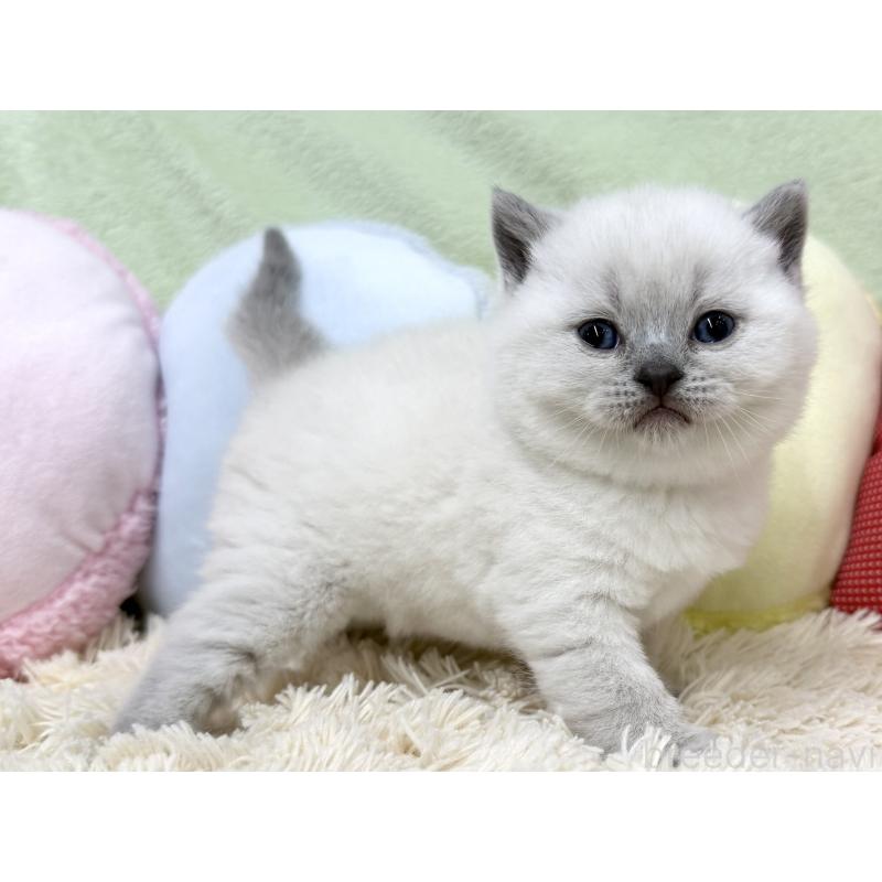 販売中の大阪府のブリティッシュショートヘア-131899の4枚目