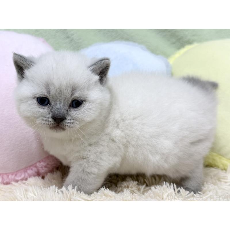 販売中の大阪府のブリティッシュショートヘア-131899の3枚目