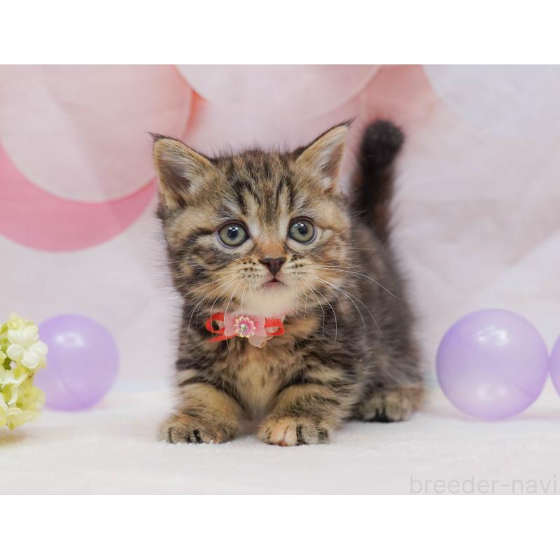 販売中の千葉県のマンチカン-132111の6枚目