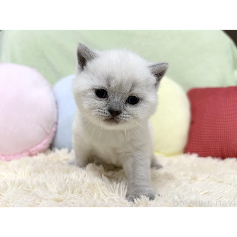 販売中の大阪府のブリティッシュショートヘア-131899の2枚目