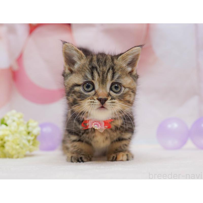 販売中の千葉県のマンチカン-132111の5枚目