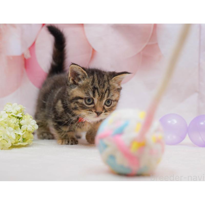 販売中の千葉県のマンチカン-132111の4枚目