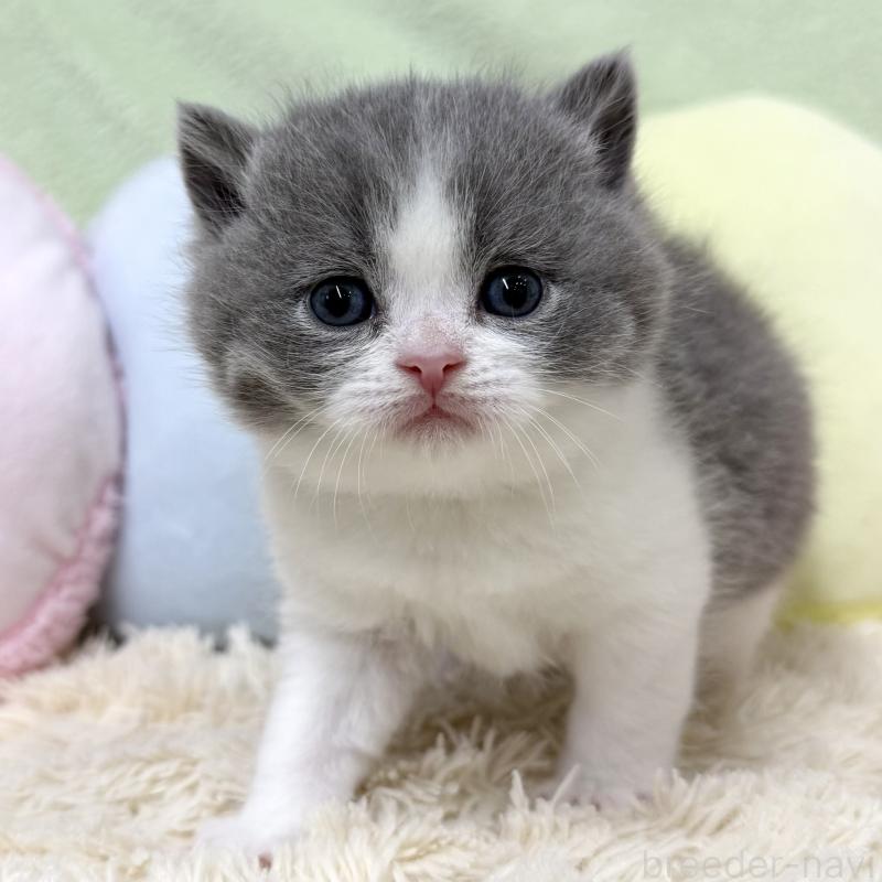 販売中の大阪府のブリティッシュショートヘア-131900