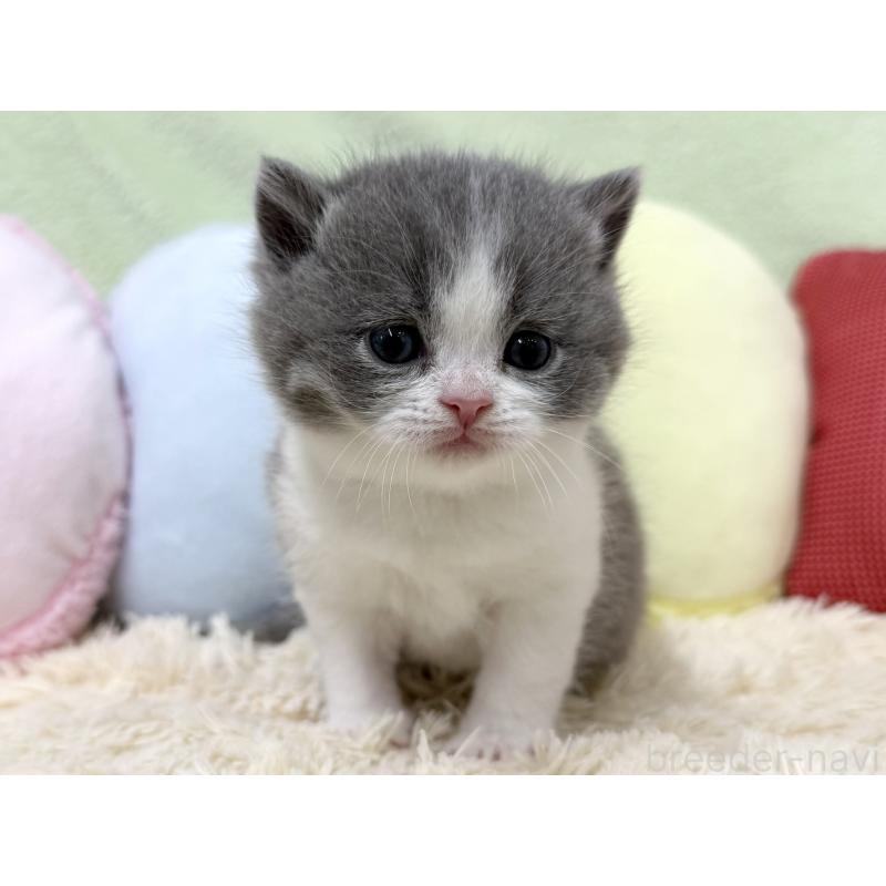 販売中の大阪府のブリティッシュショートヘア-131900の6枚目