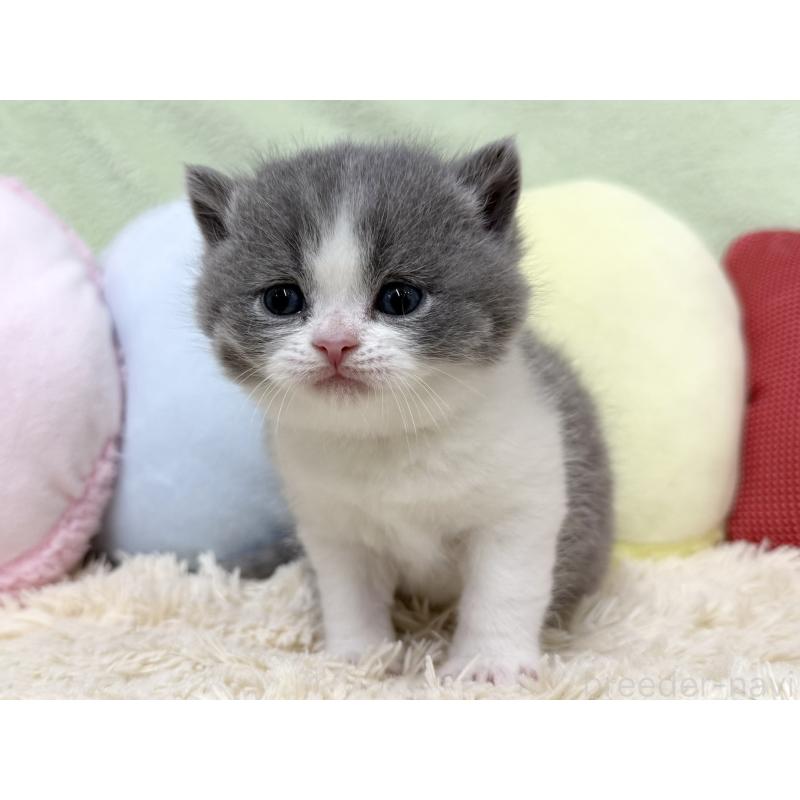 販売中の大阪府のブリティッシュショートヘア-131900の5枚目