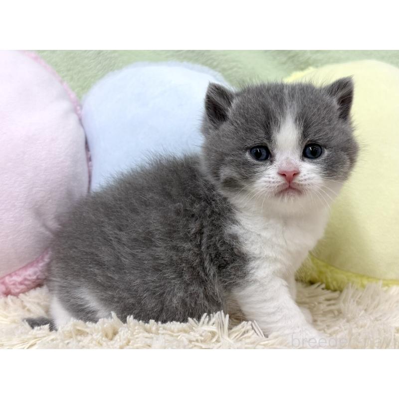 販売中の大阪府のブリティッシュショートヘア-131900の4枚目