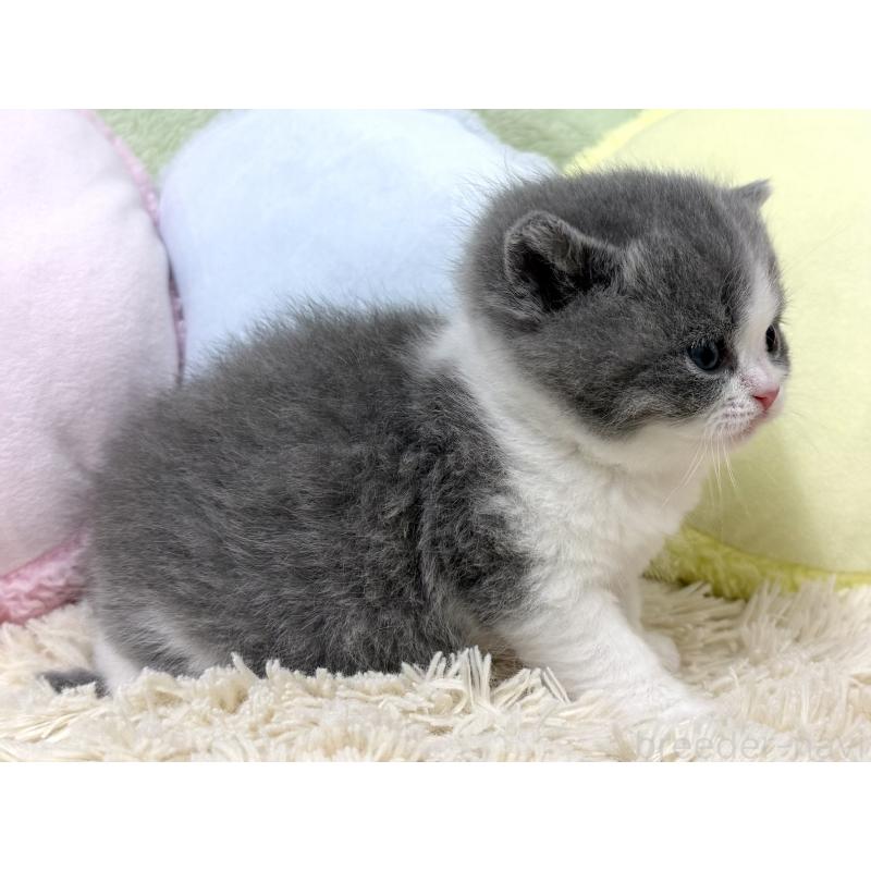 販売中の大阪府のブリティッシュショートヘア-131900の3枚目