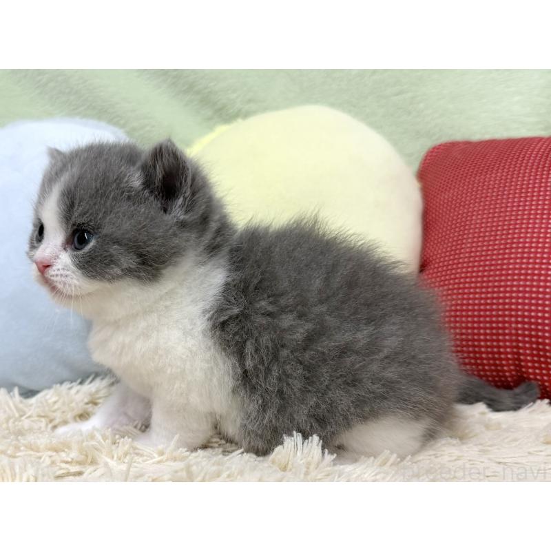 販売中の大阪府のブリティッシュショートヘア-131900の2枚目