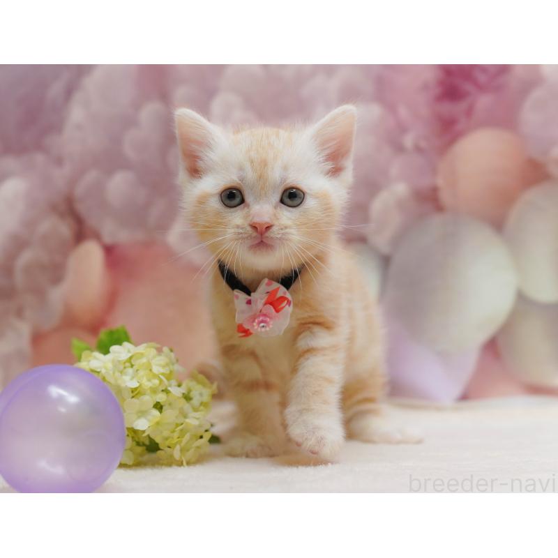 販売中の千葉県のアメリカンショートヘア-132110の9枚目