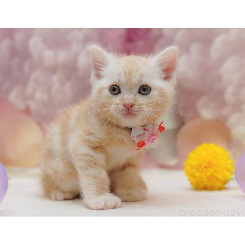 販売中の千葉県のアメリカンショートヘア-132110の8枚目