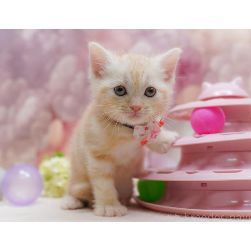 販売中の千葉県のアメリカンショートヘア-132110の6枚目