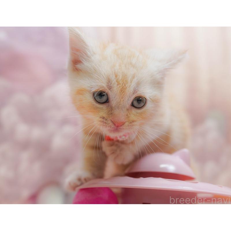 販売中の千葉県のアメリカンショートヘア-132110の5枚目