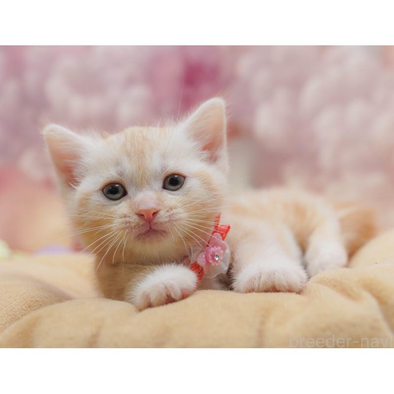 販売中の千葉県のアメリカンショートヘア-132110の4枚目