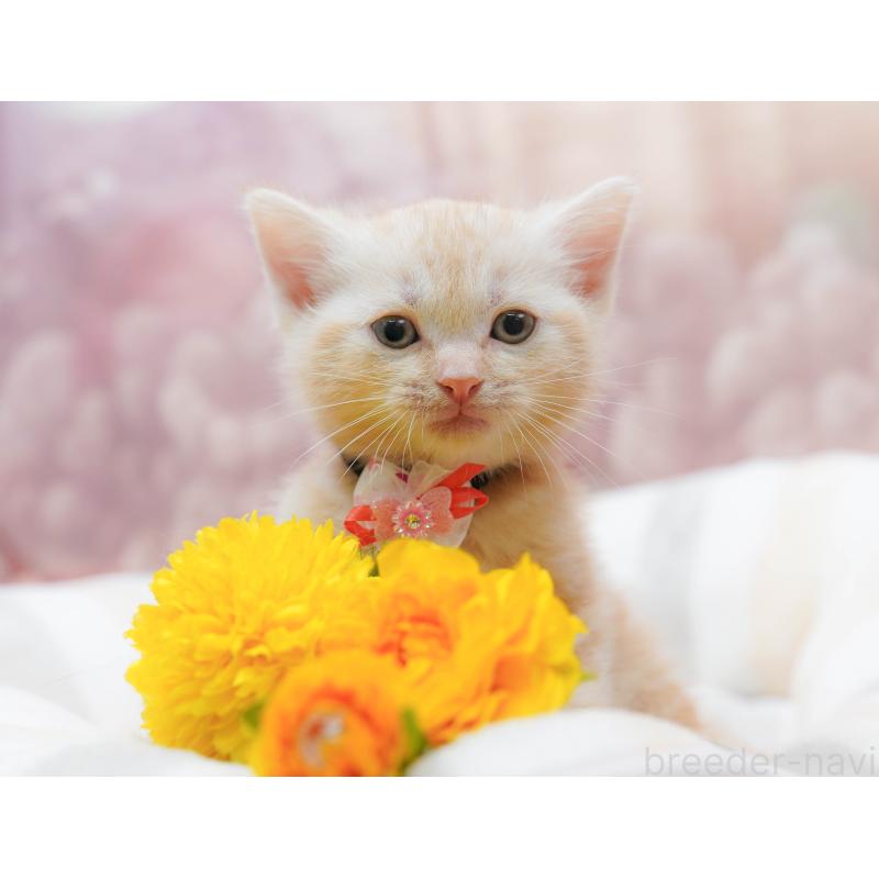 販売中の千葉県のアメリカンショートヘア-132110の3枚目