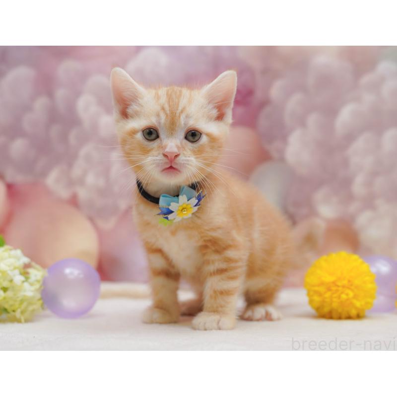 販売中ののアメリカンショートヘア-132109