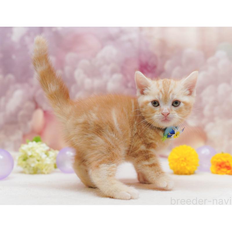 販売中の千葉県のアメリカンショートヘア-132109の9枚目